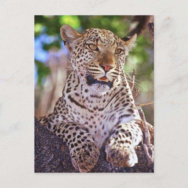 Afrika, Botsuana, Okvango-Delta, wilder Leopard. 2 Postkarte (Vorderseite)