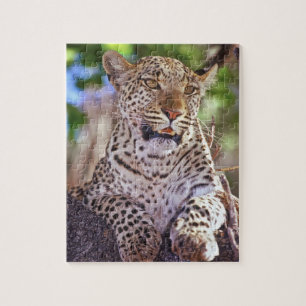 Afrika, Botsuana, Okvango-Delta, wilder Leopard. 2 Puzzle