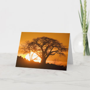 Afrika, Botsuana, Sonnenuntergang Silhouetten Baob Karte