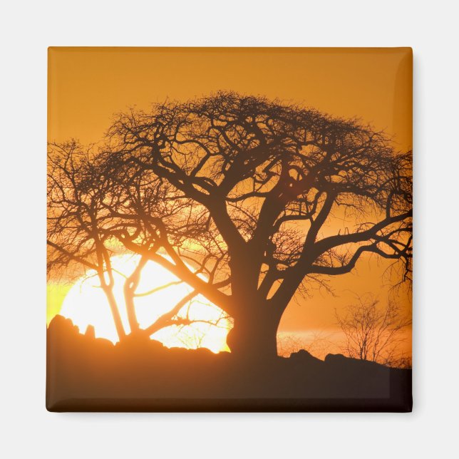 Afrika, Botsuana, Sonnenuntergang Silhouetten Baob Magnet (Vorne)