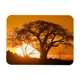 Afrika, Botsuana, Sonnenuntergang Silhouetten Baob Magnet