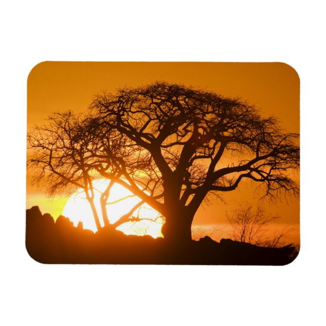 Afrika, Botsuana, Sonnenuntergang Silhouetten Baob Magnet (Horizontal)