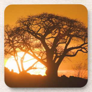 Afrika, Botsuana, Untergehende Sonne silhouettiert Getränkeuntersetzer