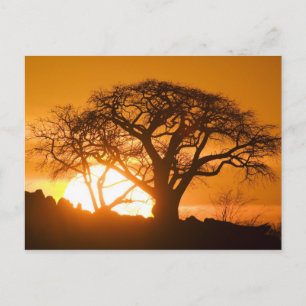 Afrika, Botsuana, Untergehende Sonne silhouettiert Postkarte