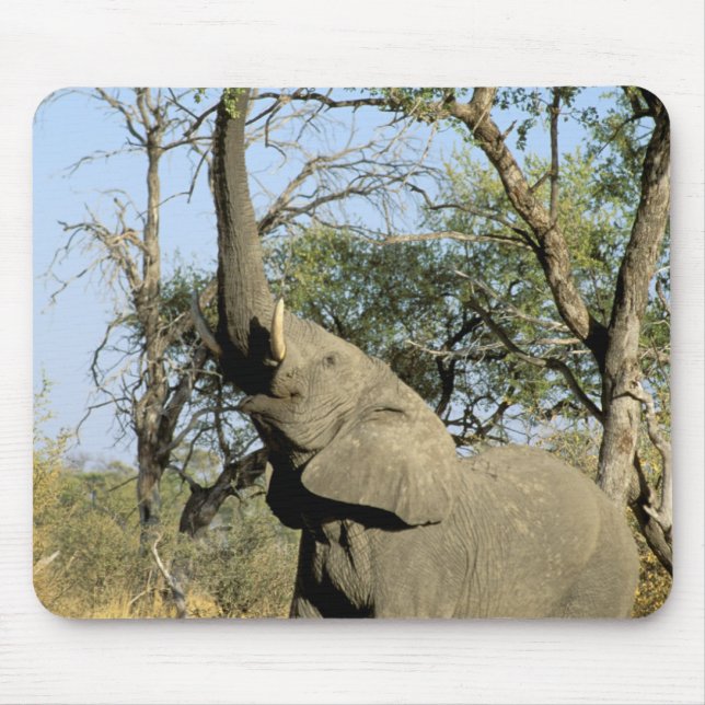 Afrika, Botswana, das Okavango-Delta. Afrika 2 Mousepad (Vorne)