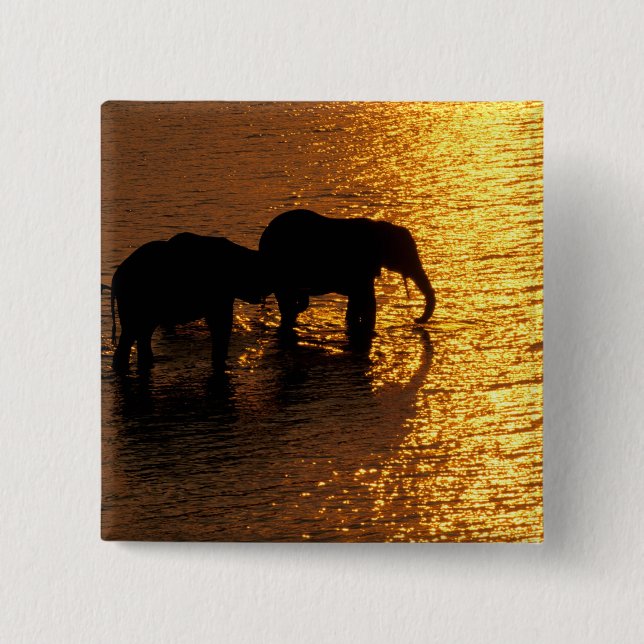 Afrika, Botswana, das Okavango-Delta. afrikanisch Button (Vorderseite)