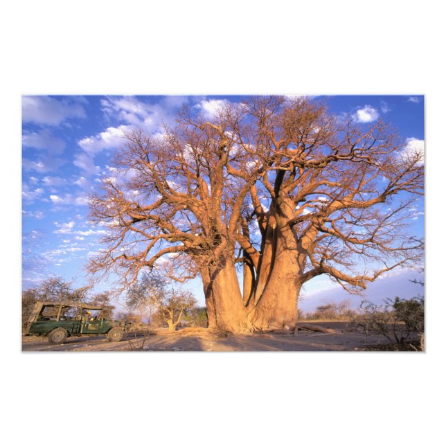 Afrika, Botswana, das Okavango-Delta. Baobab Fotodruck (Vorne)