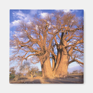Afrika, Botswana, das Okavango-Delta. Baobab Magnet