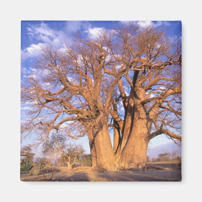Afrika, Botswana, das Okavango-Delta. Baobab Magnet (Vorne)