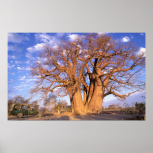 Afrika, Botswana, das Okavango-Delta. Baobab Poster