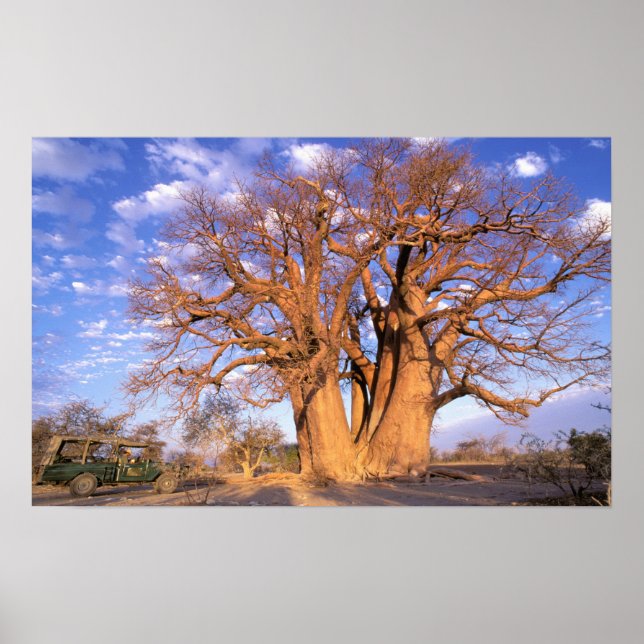 Afrika, Botswana, das Okavango-Delta. Baobab Poster (Vorne)