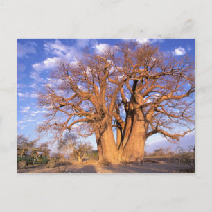 Afrika, Botswana, das Okavango-Delta. Baobab Postkarte