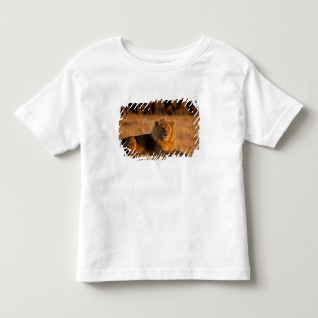 Afrika, Botswana, das Okavango-Delta. Löwe (Panthe Kleinkind T-shirt (Vorderseite)