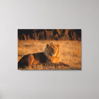 Afrika, Botswana, das Okavango-Delta. Löwe (Panthe