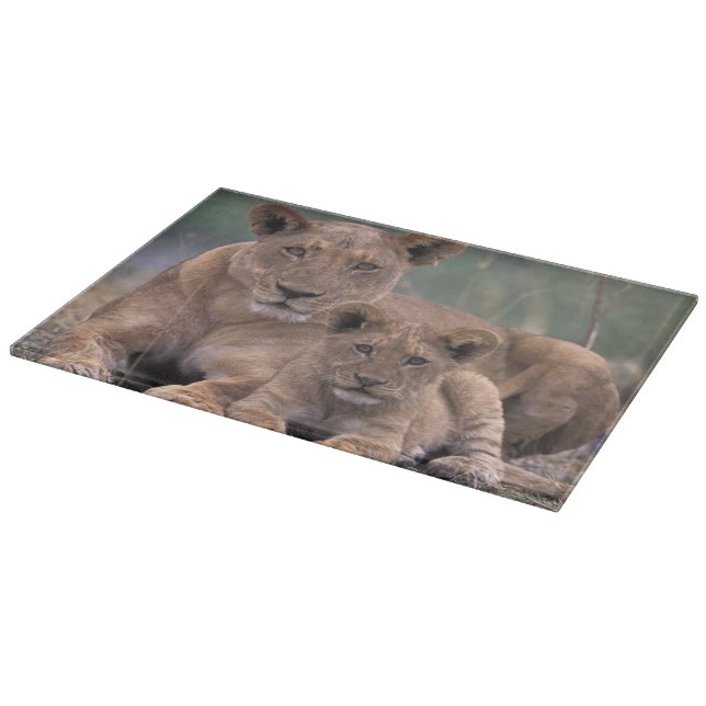 Afrika, Botswana, das Okavango-Delta. Löwen Schneidebrett (Ecke)