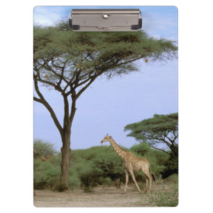 Afrika, Botswana, das Okavango-Delta. südlich Klemmbrett