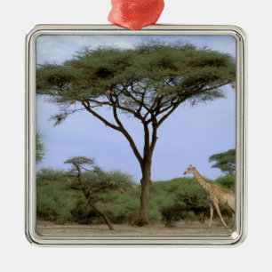Afrika, Botswana, das Okavango-Delta. südlich Silbernes Ornament