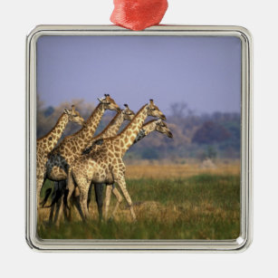Afrika, Botswana, Moremi Spiel-Reserve, Herde von Silbernes Ornament