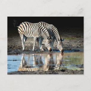 Afrika,Botswana, Okavango-Delta, Davison Camp Postkarte