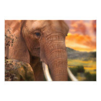 Afrika Elefant, ICH FÜHLE IHR HERZ