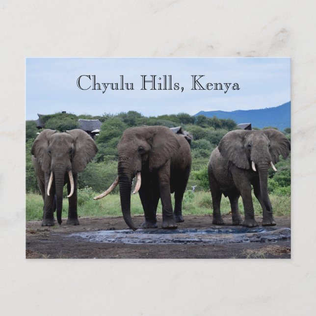 Afrika Elefanten Kenia, Chyulu Hills Postkarte (Vorderseite)