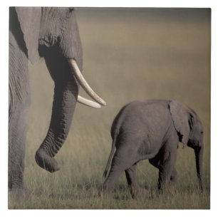 Afrika, Kenia, Amboseli-Nationalpark. Afrikanisch Fliese