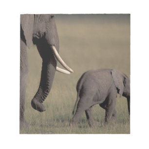 Afrika, Kenia, Amboseli-Nationalpark. Afrikanisch Notizblock
