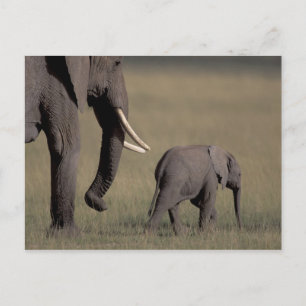 Afrika, Kenia, Amboseli-Nationalpark. Afrikanisch Postkarte