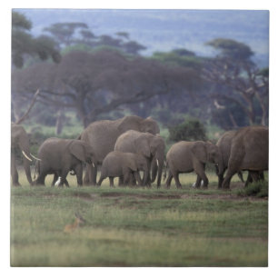 Afrika, Kenia, Amboseli-Nationalpark. Afrikanische Fliese