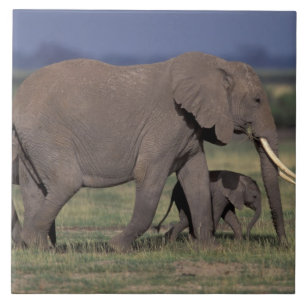 Afrika, Kenia, Amboseli-Nationalpark. Afrikanische Fliese