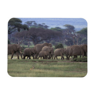 Afrika, Kenia, Amboseli-Nationalpark. Afrikanische Magnet