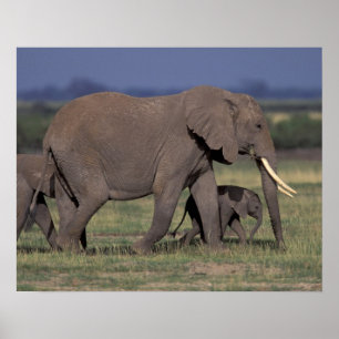 Afrika, Kenia, Amboseli-Nationalpark. Afrikanische Poster