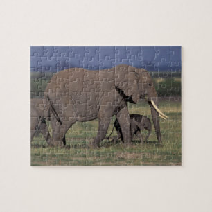 Afrika, Kenia, Amboseli-Nationalpark. Afrikanische Puzzle