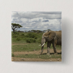 Afrika, Kenia, Amboseli-Nationalpark, Elefant, Button
