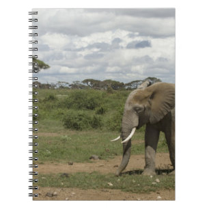 Afrika, Kenia, Amboseli-Nationalpark, Elefant, Notizblock