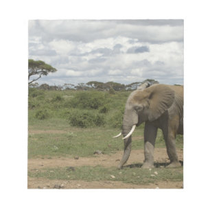Afrika, Kenia, Amboseli-Nationalpark, Elefant, Notizblock