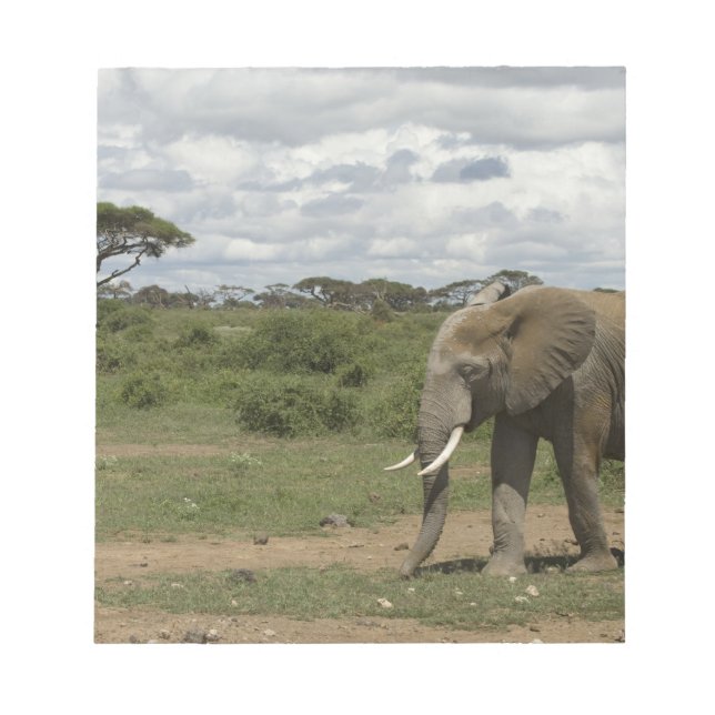 Afrika, Kenia, Amboseli-Nationalpark, Elefant, Notizblock (Vorderseite)
