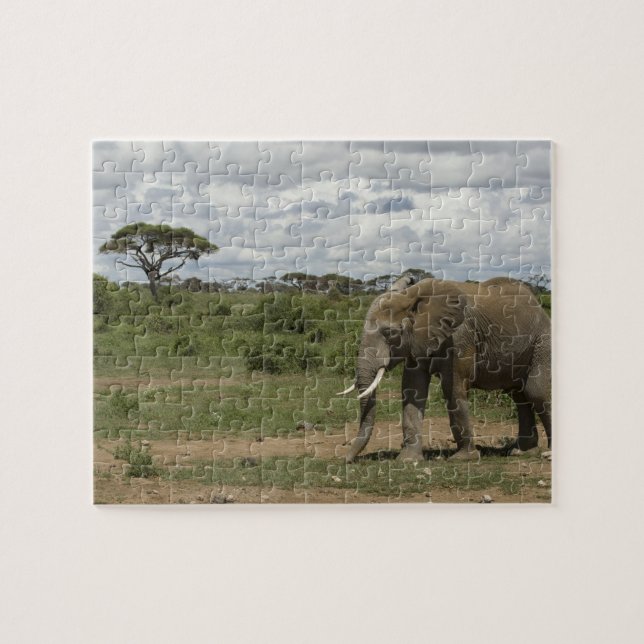 Afrika, Kenia, Amboseli-Nationalpark, Elefant, Puzzle (Horizontal)