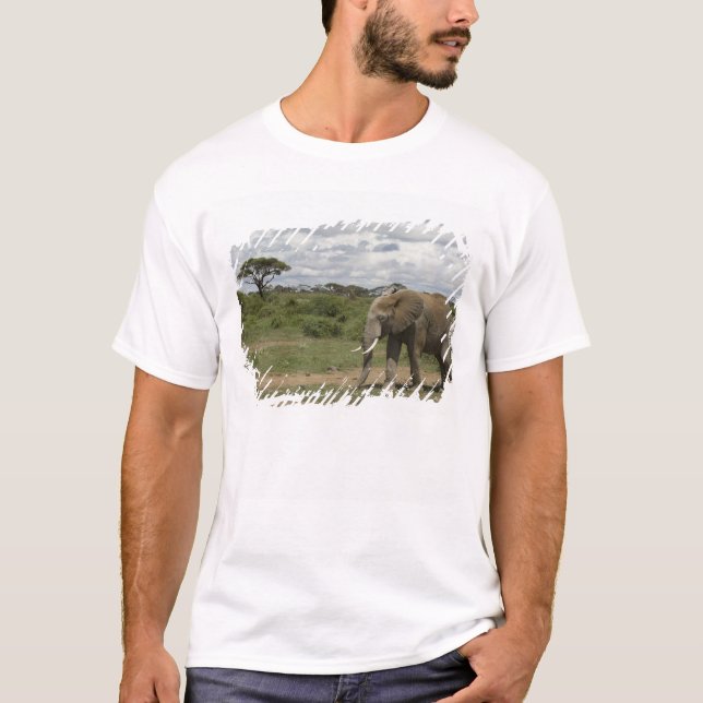 Afrika, Kenia, Amboseli-Nationalpark, Elefant, T-Shirt (Vorderseite)