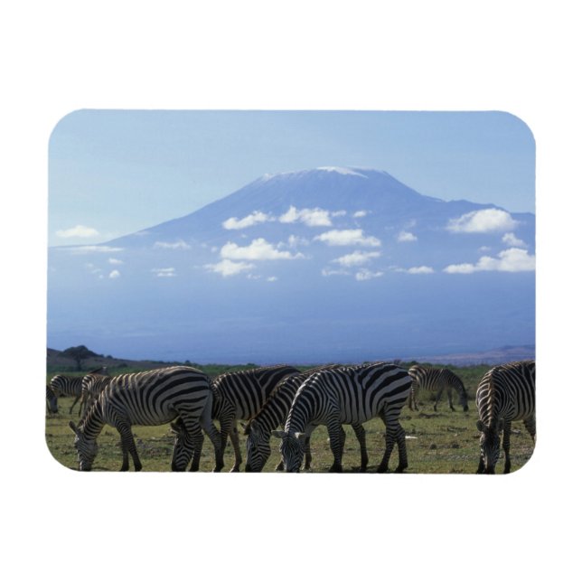 Afrika, Kenia, Amboseli-Nationalpark, Herde Magnet (Horizontal)