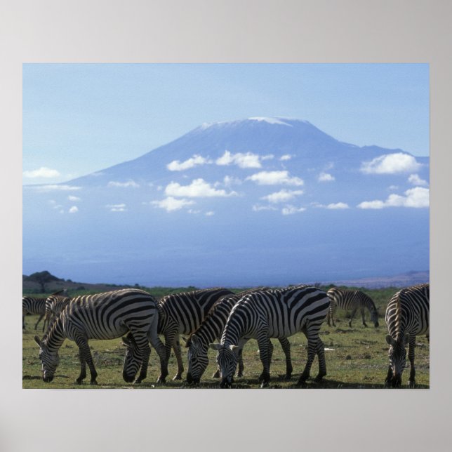 Afrika, Kenia, Amboseli-Nationalpark, Herde Poster (Vorne)