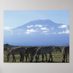 Afrika, Kenia, Amboseli-Nationalpark, Herde von Poster