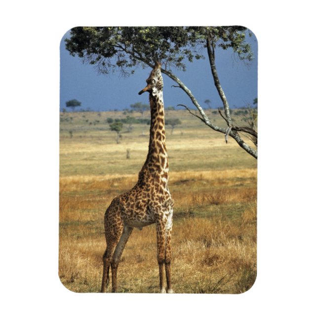 Afrika, Kenia, Amboseli NP Ein Gemein oder Masai, Magnet (Vertikal)