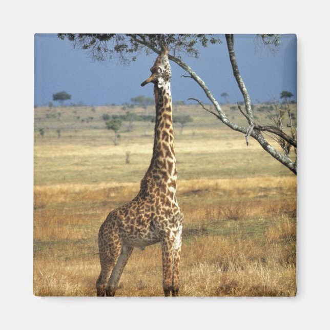 Afrika, Kenia, Amboseli NP. Ein gewöhnlicher oder  Magnet (Vorne)