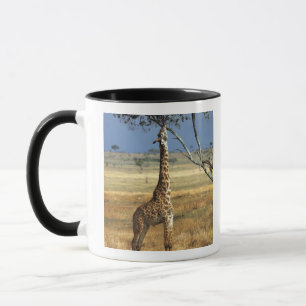 Afrika, Kenia, Amboseli NP. Ein gewöhnlicher oder  Tasse