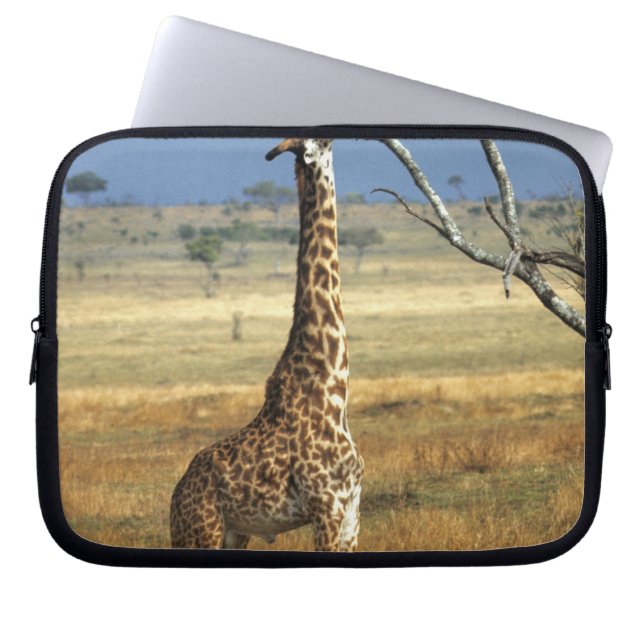 Afrika, Kenia, Amboseli-NP. Eine gemeine oder Mass Laptopschutzhülle (Vorderseite)