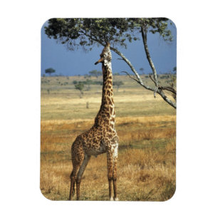 Afrika, Kenia, Amboseli NP. Eine gewöhnliche oder Magnet