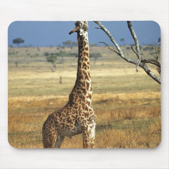 Afrika, Kenia, Amboseli NP. Eine gewöhnliche oder  Mousepad (Vorne)