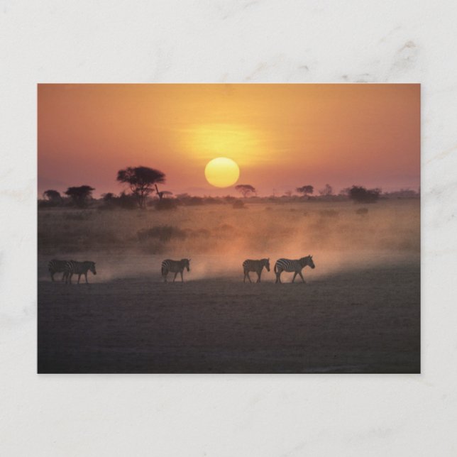 Afrika, Kenia, Amboseli NP Zebra zu Fuß Postkarte (Vorderseite)