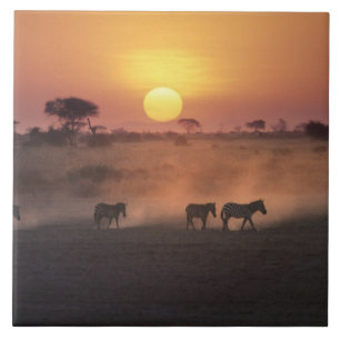 Afrika, Kenia, Amboseli NP. Zebras gehen zum Fliese
